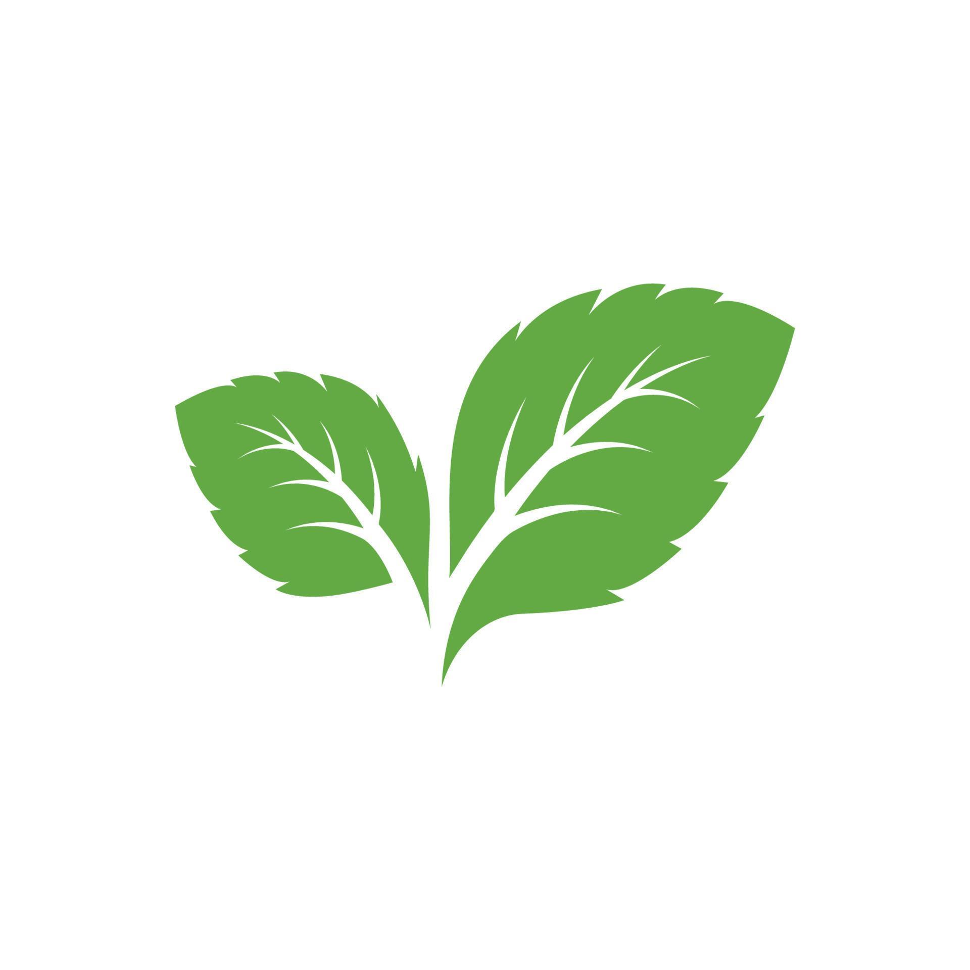 Mint leaves icons. Leaf vector illustration. Green mint leaves ecology
