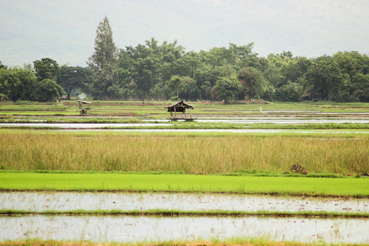 Farmers are preparing fields for farming. photo