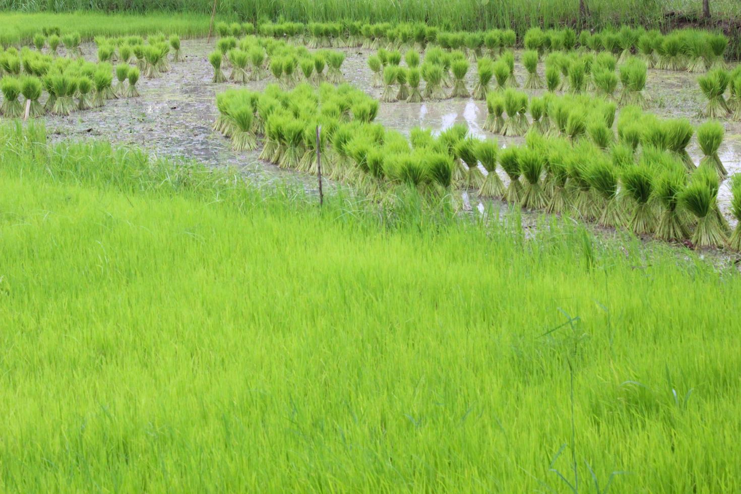 Green rice seedlings are tied up for the farmer to cultivate. photo