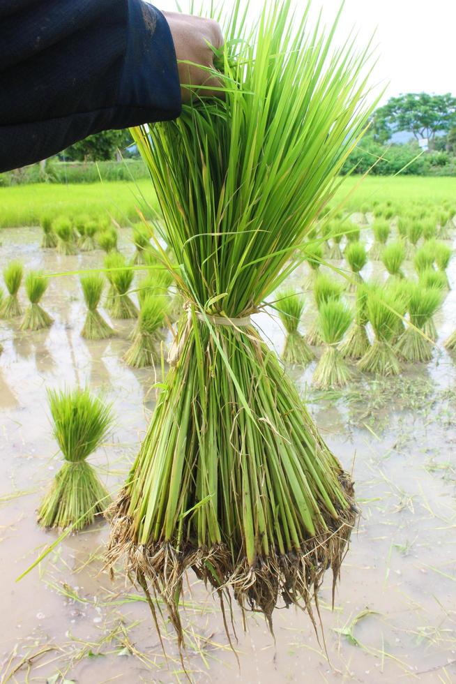 Green rice seedlings are tied up for the farmer to cultivate. photo