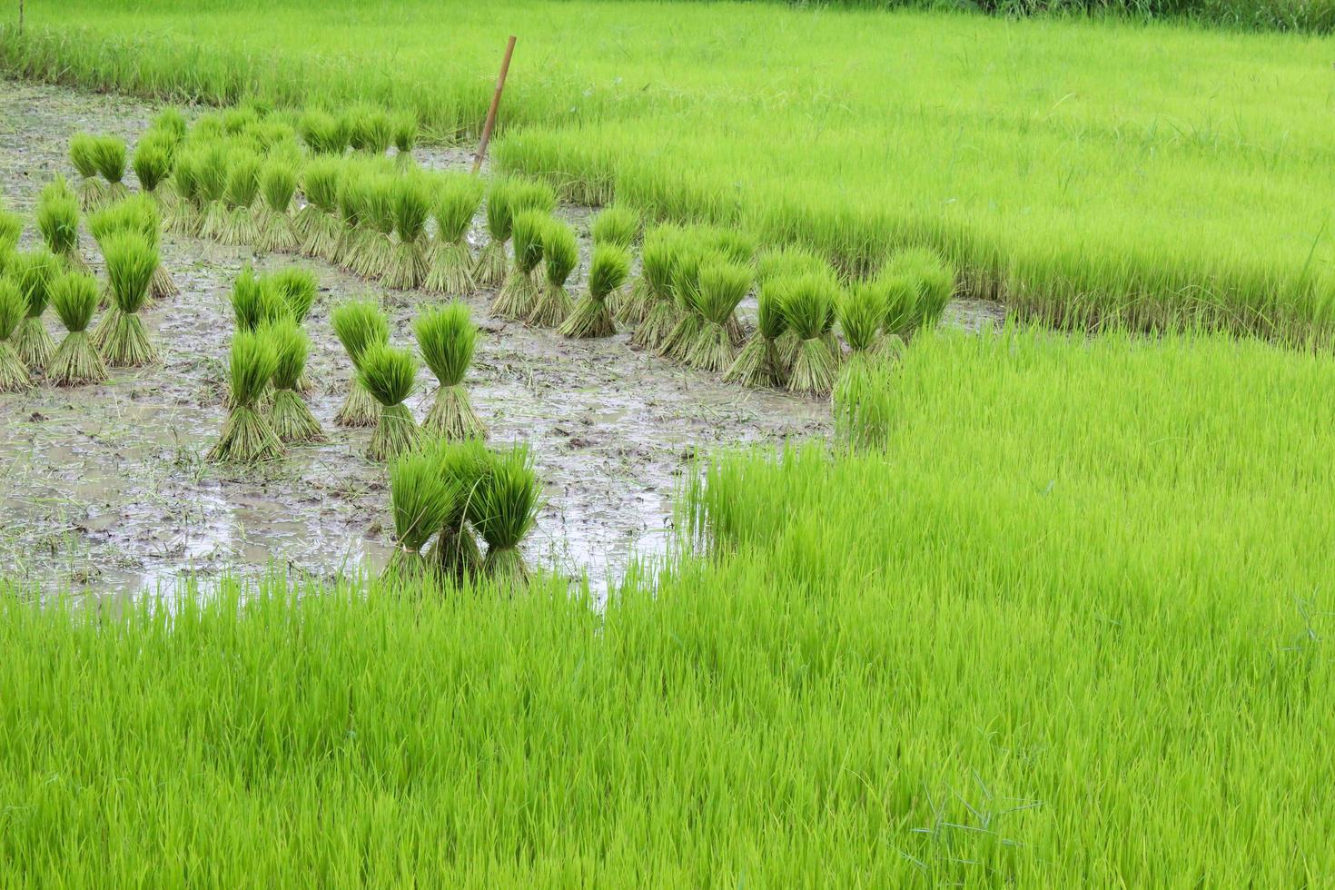 Green rice seedlings are tied up for the farmer to cultivate. photo