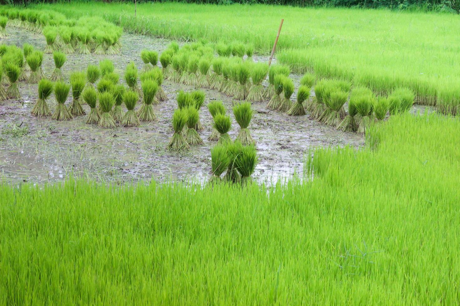 rice seedlings in the field photo