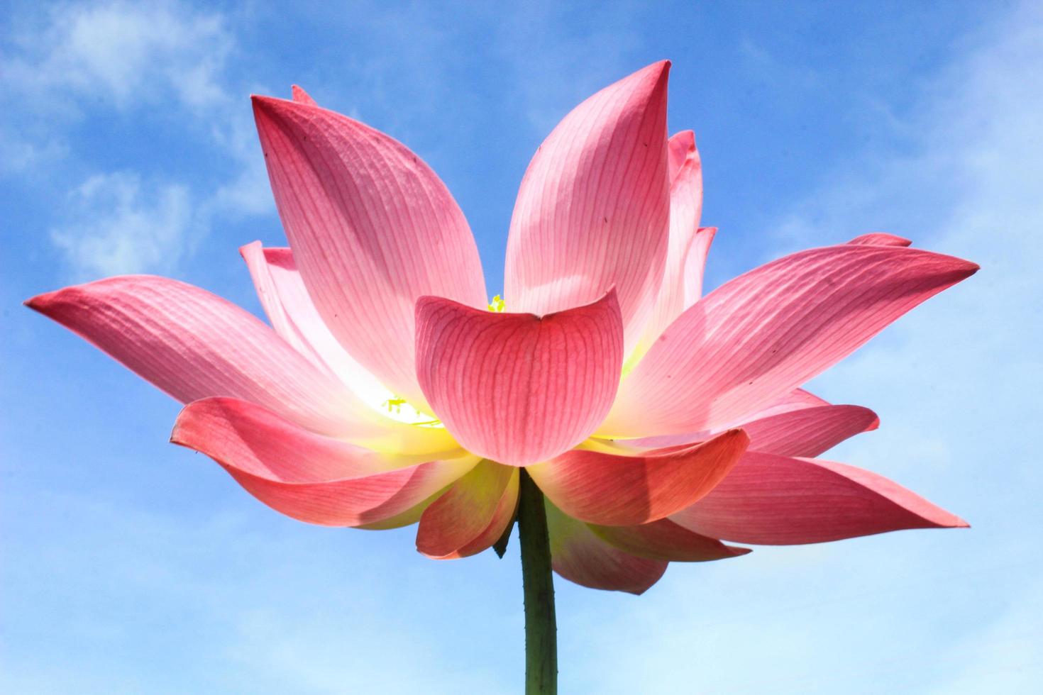 Pink lotus flowers bloom beautifully. photo