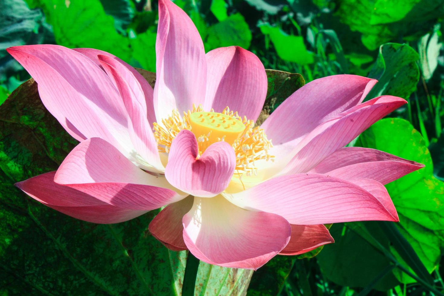 Pink lotus flowers bloom beautifully. photo