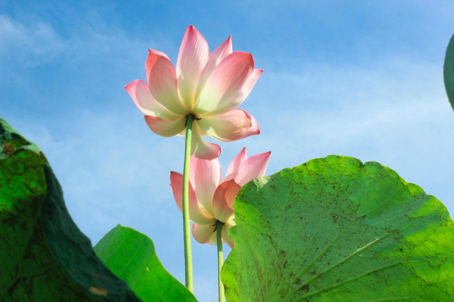 Pink lotus flowers bloom beautifully. photo