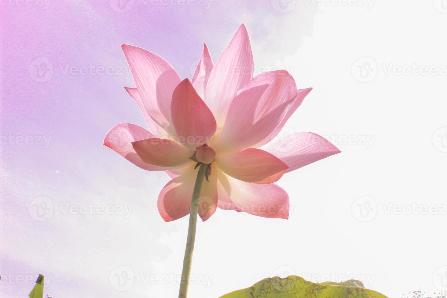 lotus flower pink purple white background photo