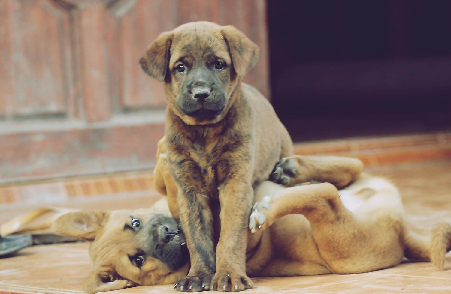 two puppies playing together photo