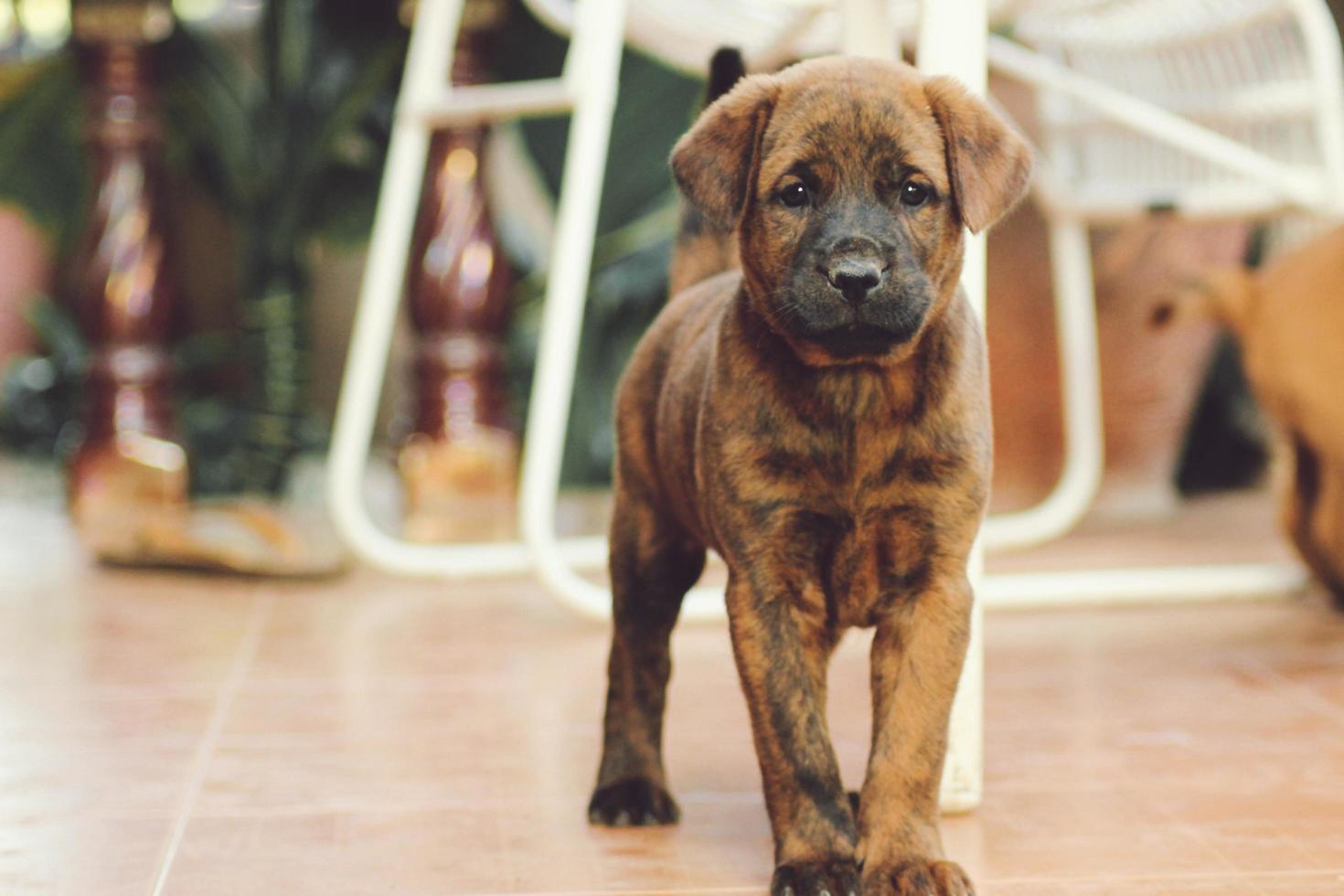brown puppy walking photo