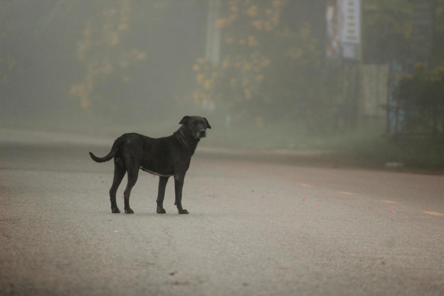 black dog in the middle of the road photo