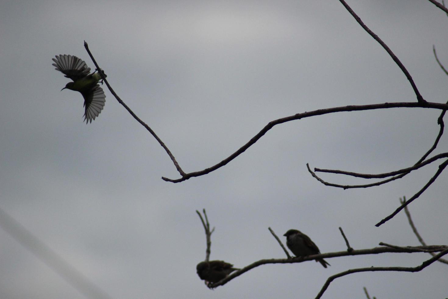 hay tres pájaros en el árbol. foto