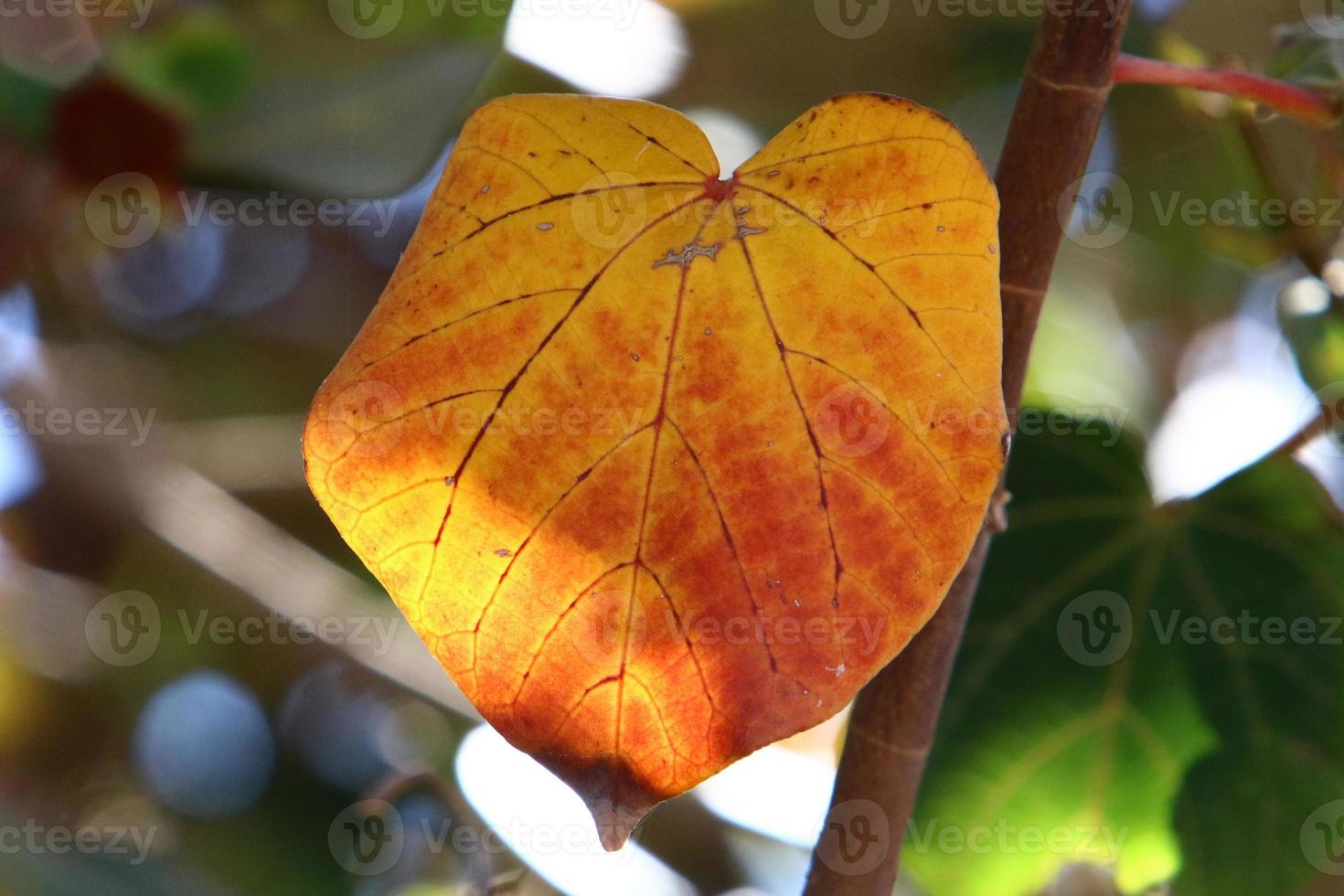 Autumn colorful leaves in the city park. photo