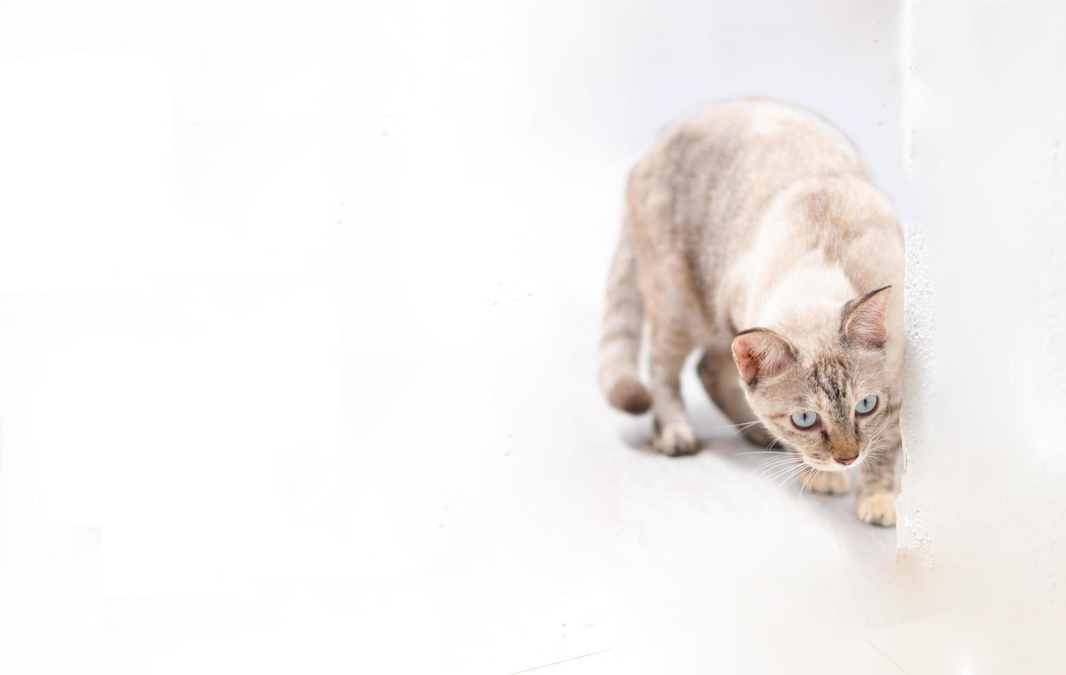 The little white cat standing behind the white wall and looks into the camera. photo