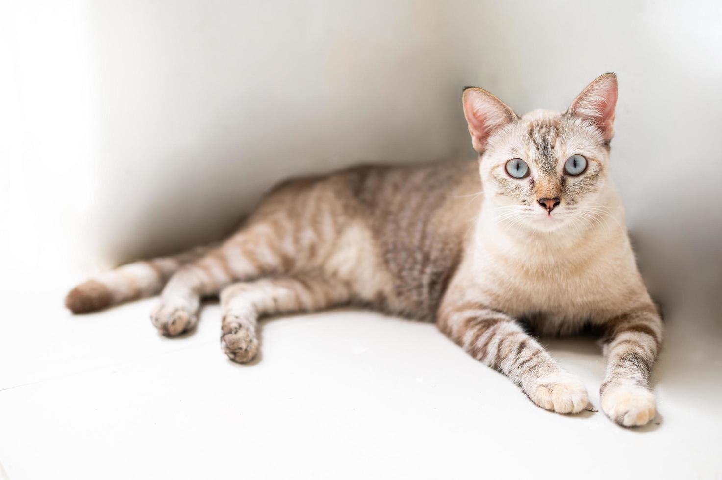 The little white cat lies on the floor and looks into the camera. photo