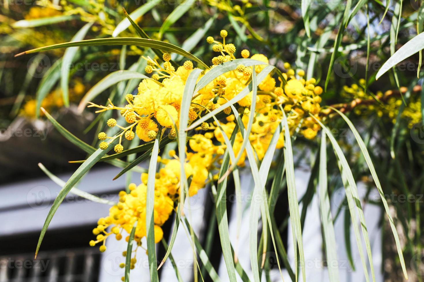 yellow blossom of Acacia tree close up in spring photo