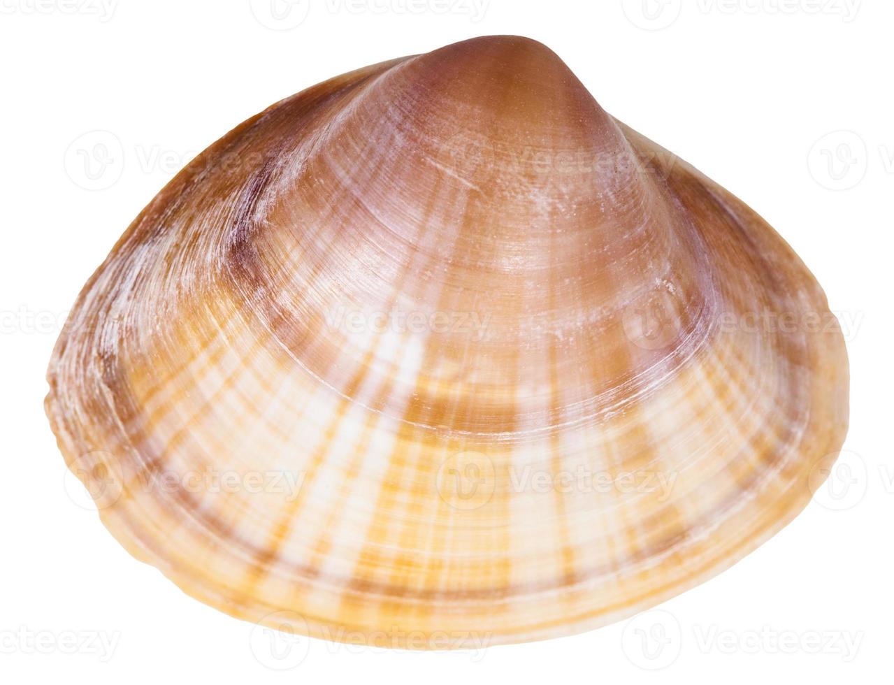 shell of clam mollusc close up isolated on white photo