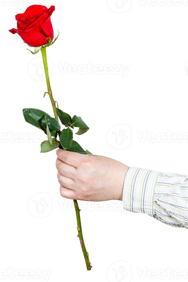 hand giving one flower - red rose isolated photo