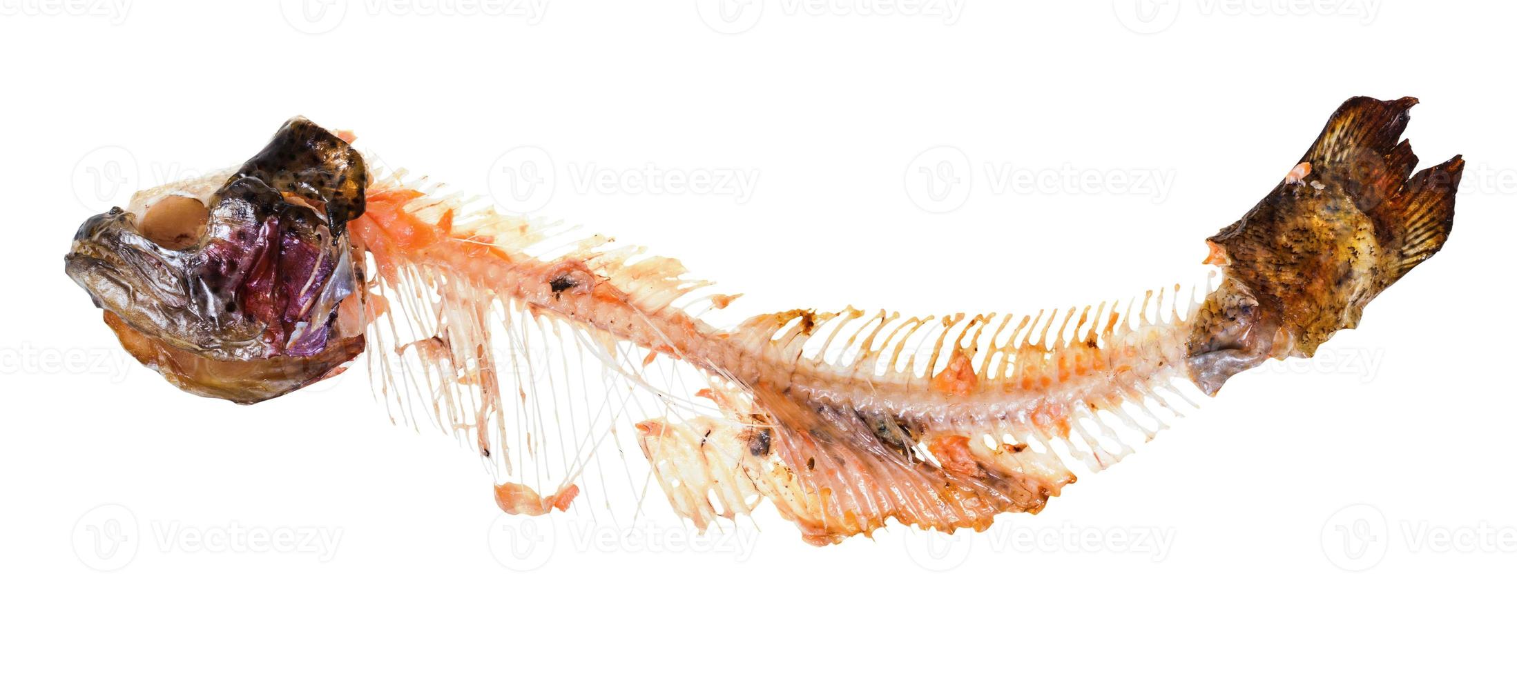 picked skeleton of trout fish isolated on white photo