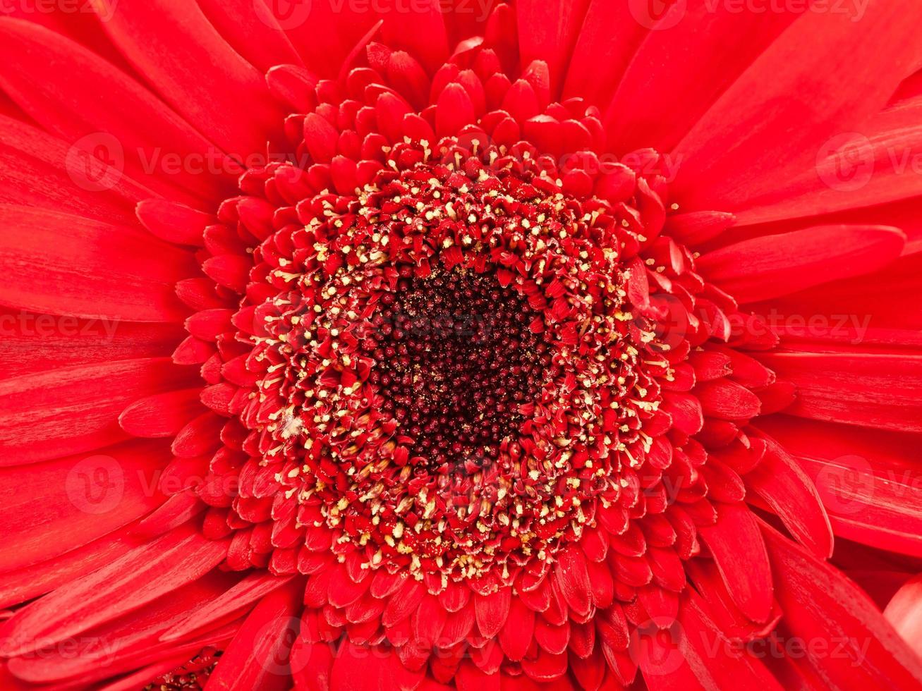 centro negro de la flor de gerbera roja de cerca foto