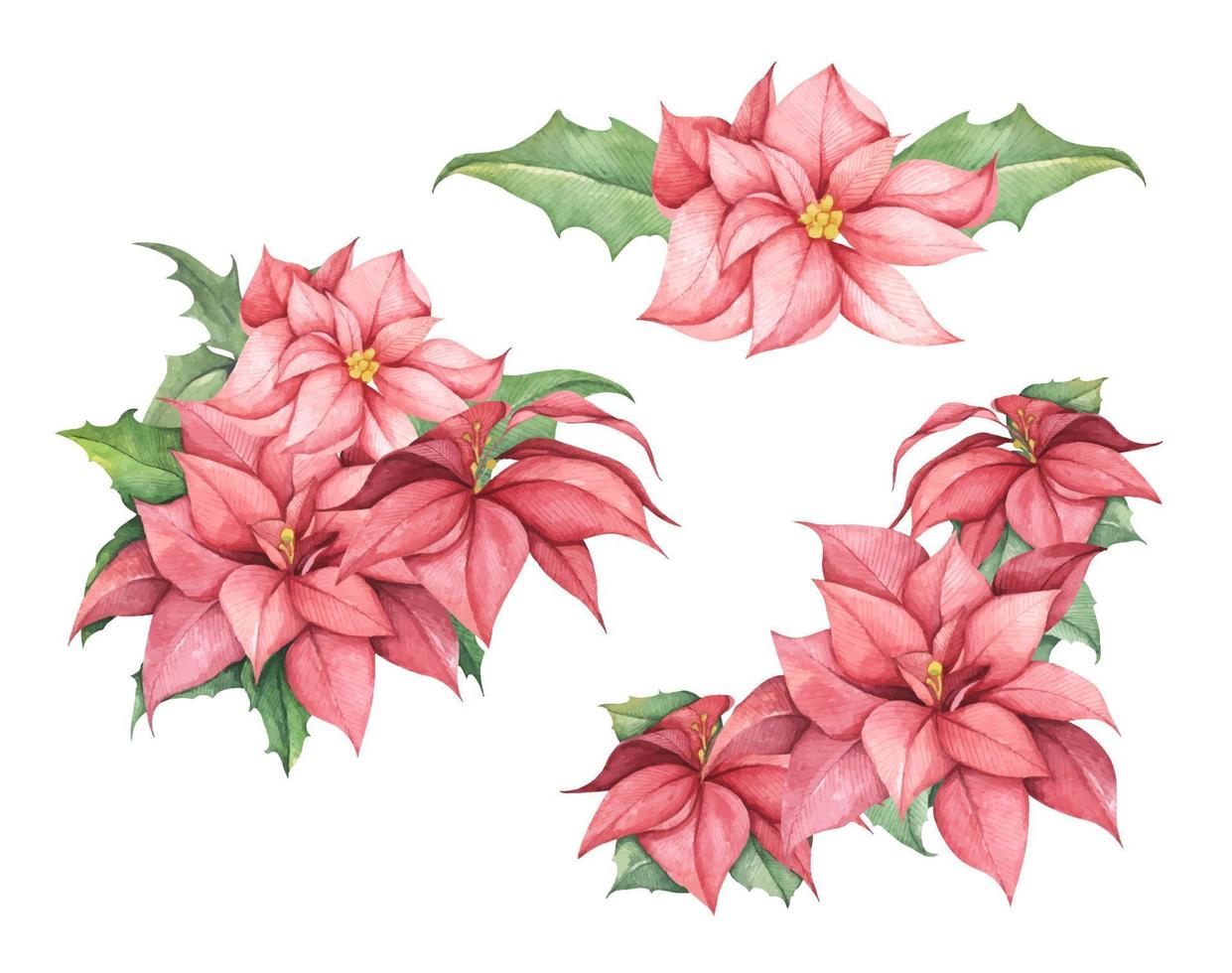 Set of Red Christmas poinsettia flowers. Watercolor illustration. vector
