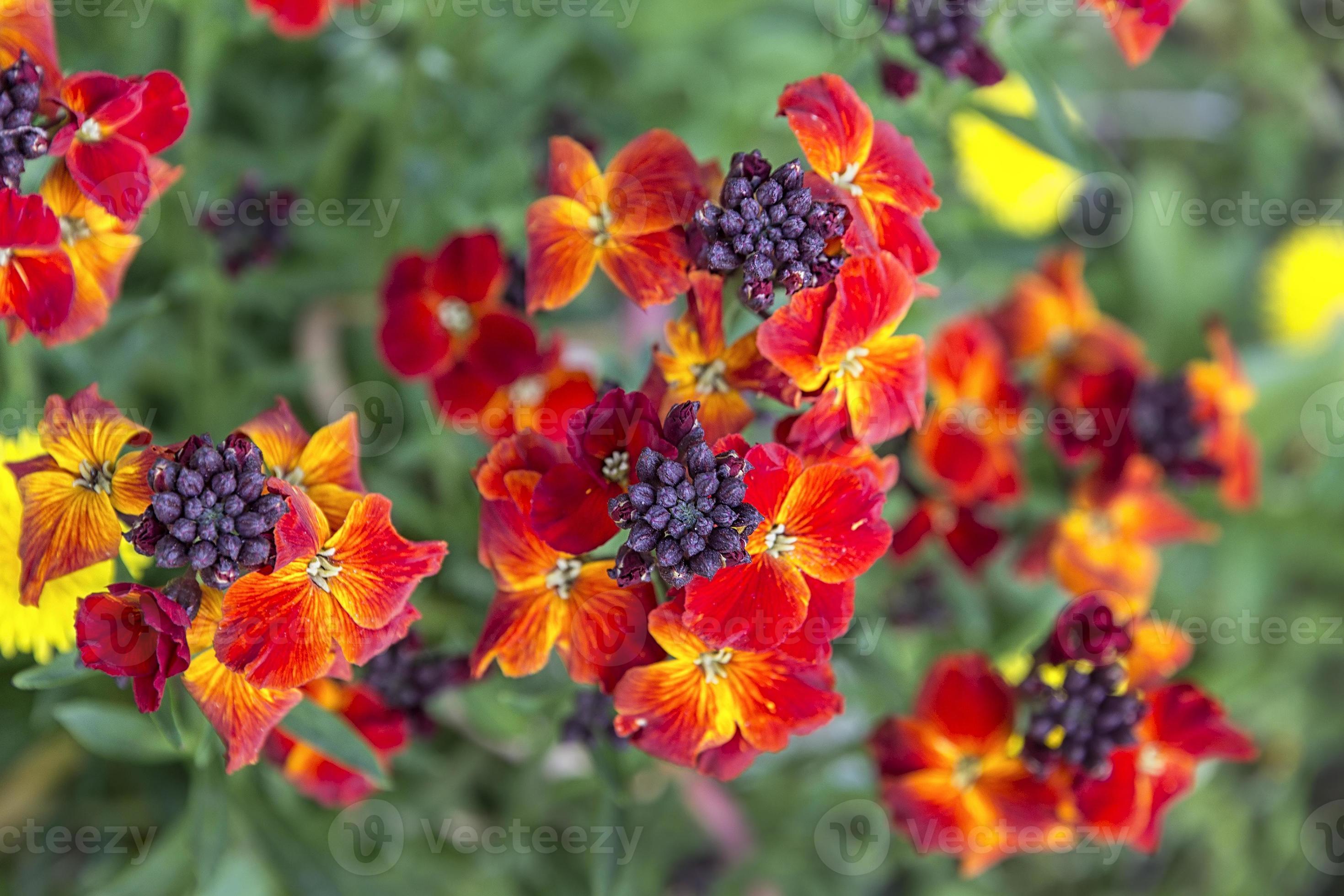 The brightly colored spring flowers of Erysimum cheiri also known as