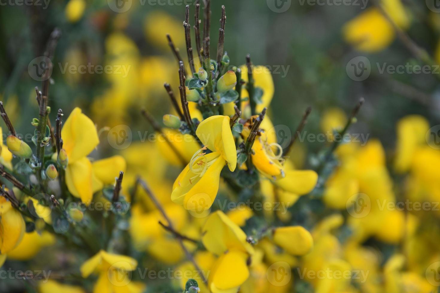 Yellow Scotch Broom Bush Flowering and in Bloom 12576878 Stock Photo at