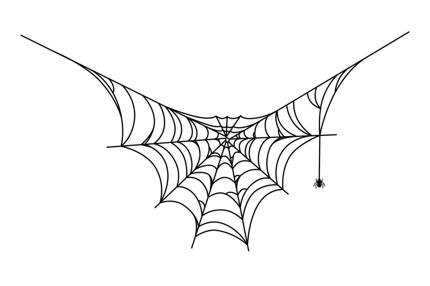 Spider hanging down from its web. Cobweb isolated on white