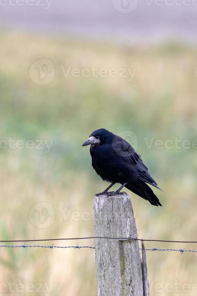 Rook sits on a wooden post photo