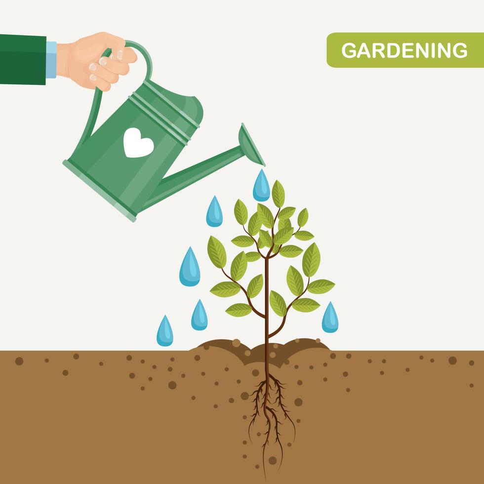 Garden water can watering plants, saplings vector