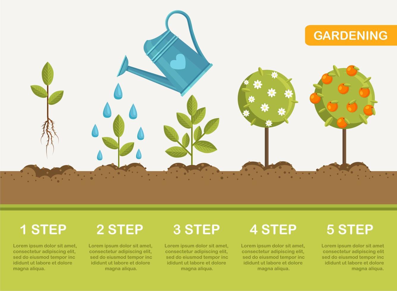 Growth of plant in ground, from sprout to fruits. Planting tree. Seedling gardening plant. Timeline vector