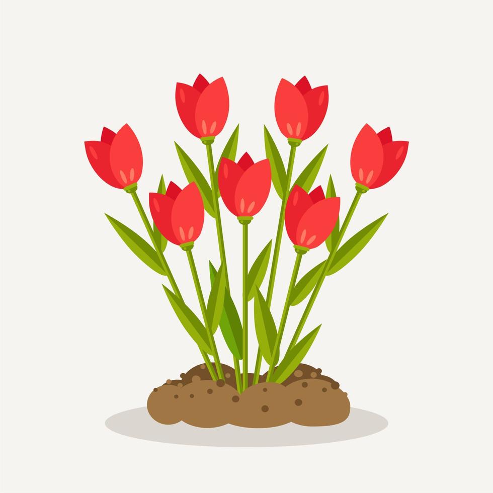 tulipanes rojos con montón de tierra, suelo. jardinería, plantación de flores. tiempo de primavera vector