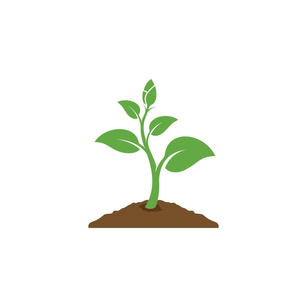 vector de icono de planta. diseño de cultivo de hojas. icono de vector de semilla y siembra. símbolo de logotipo de planta o árbol en crecimiento de diseño plano. ilustración vectorial