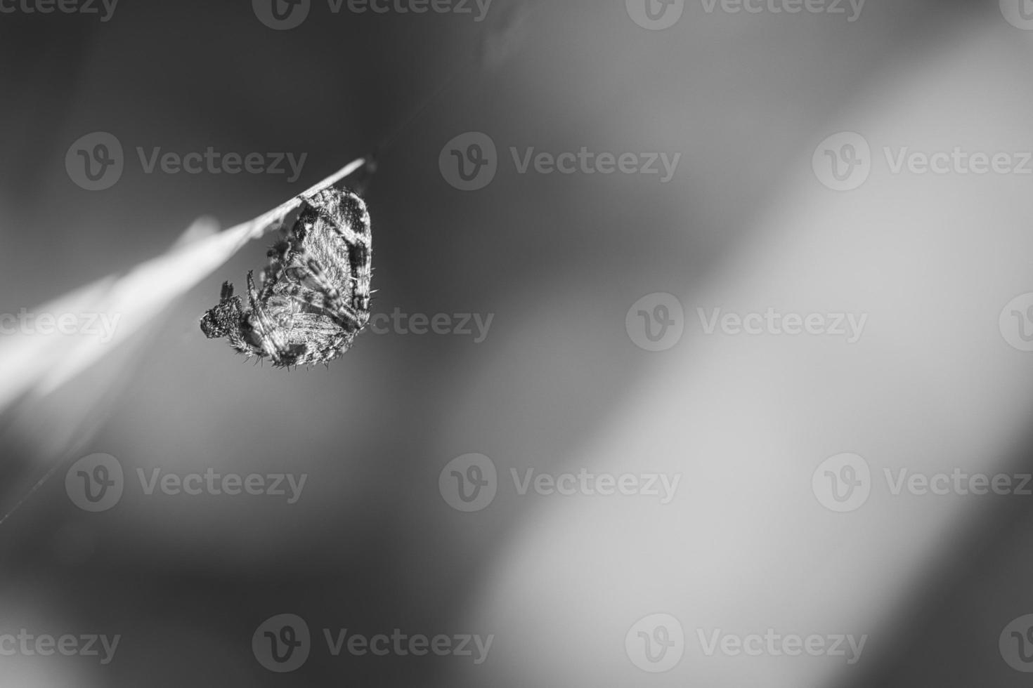 Cross spider in black and white photographed huddled with prey on a blade of grass photo