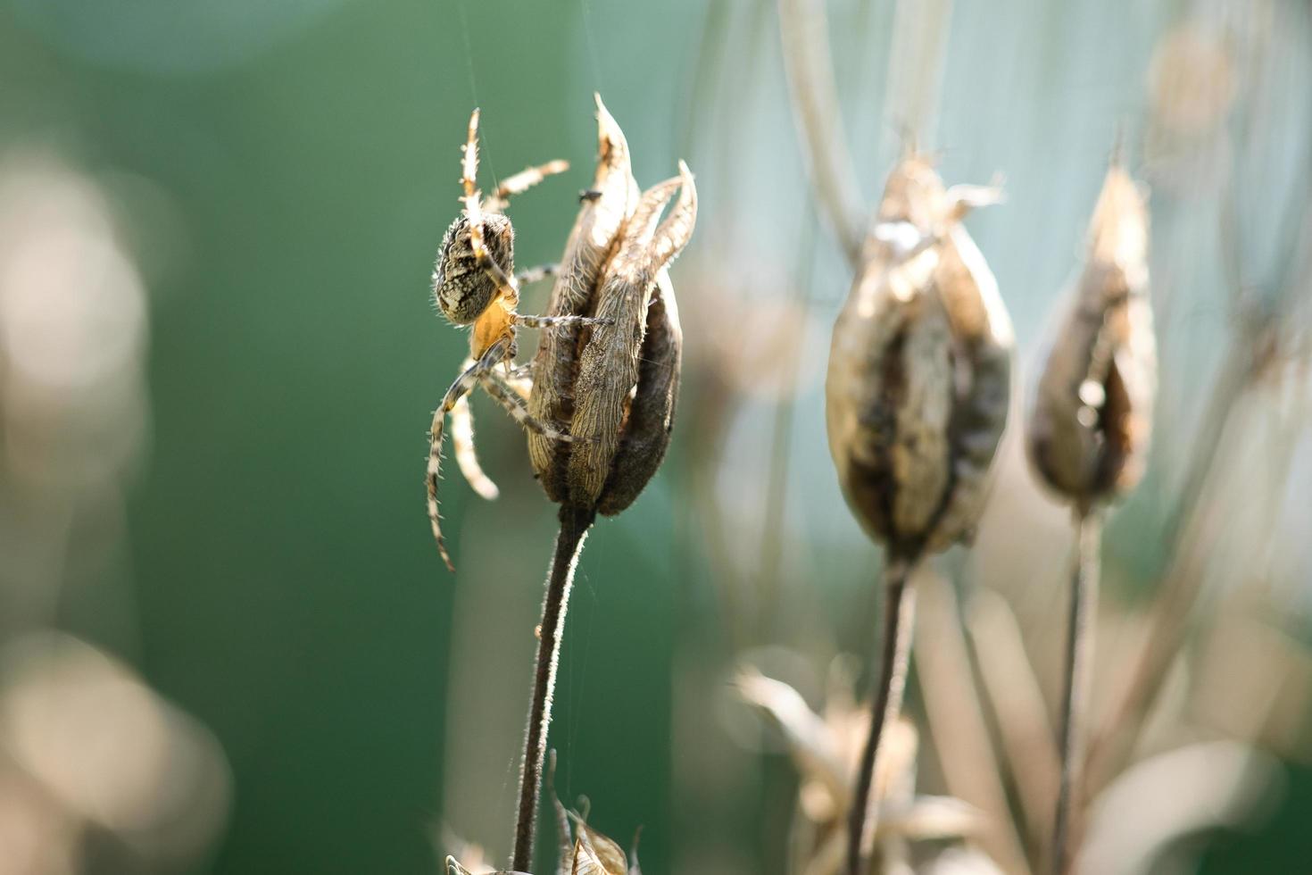 cruce araña arrastrándose sobre un hilo de araña a una planta. un útil cazador entre los insectos foto