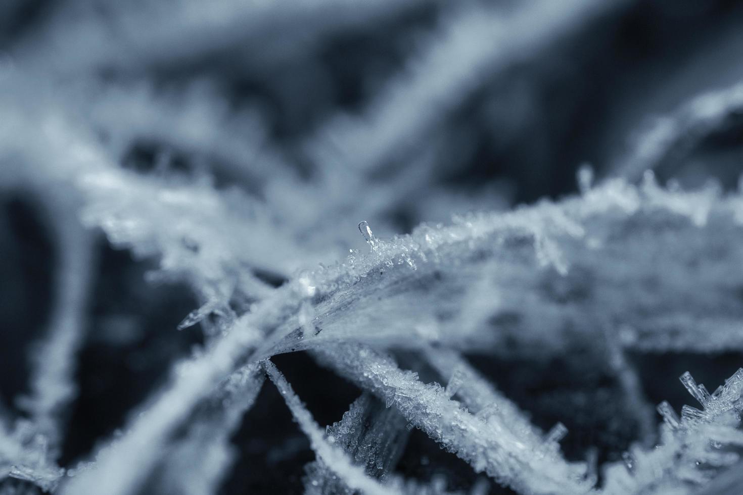 Ice crystals in black and white, on a blade of grass in winter. Close up photo