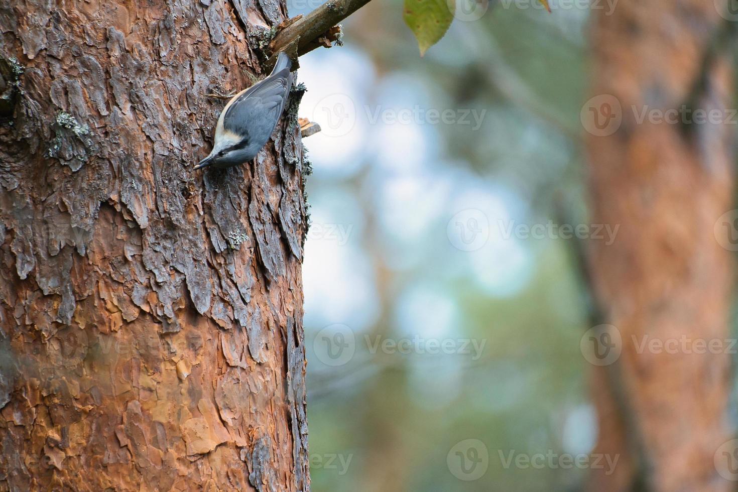 Nuthatch, on a tree trunk looking for food. Small gray and white bird. Animal photo