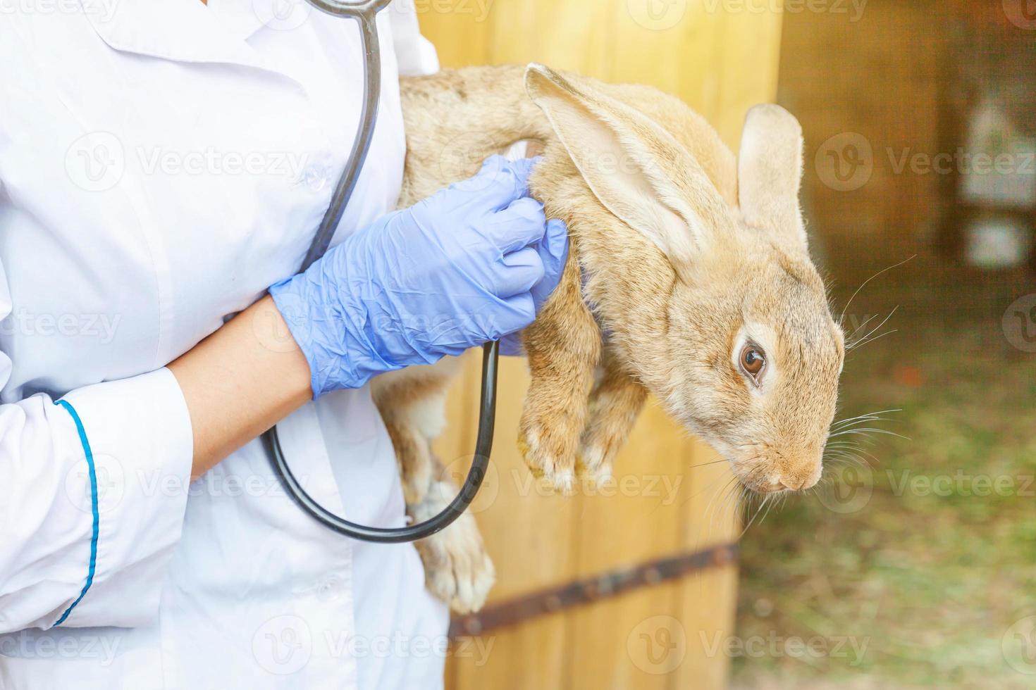 Veterinarian woman with stethoscope holding and examining rabbit on ranch background close up. Bunny in vet hands for check up in natural eco farm. Animal care and ecological farming concept. photo