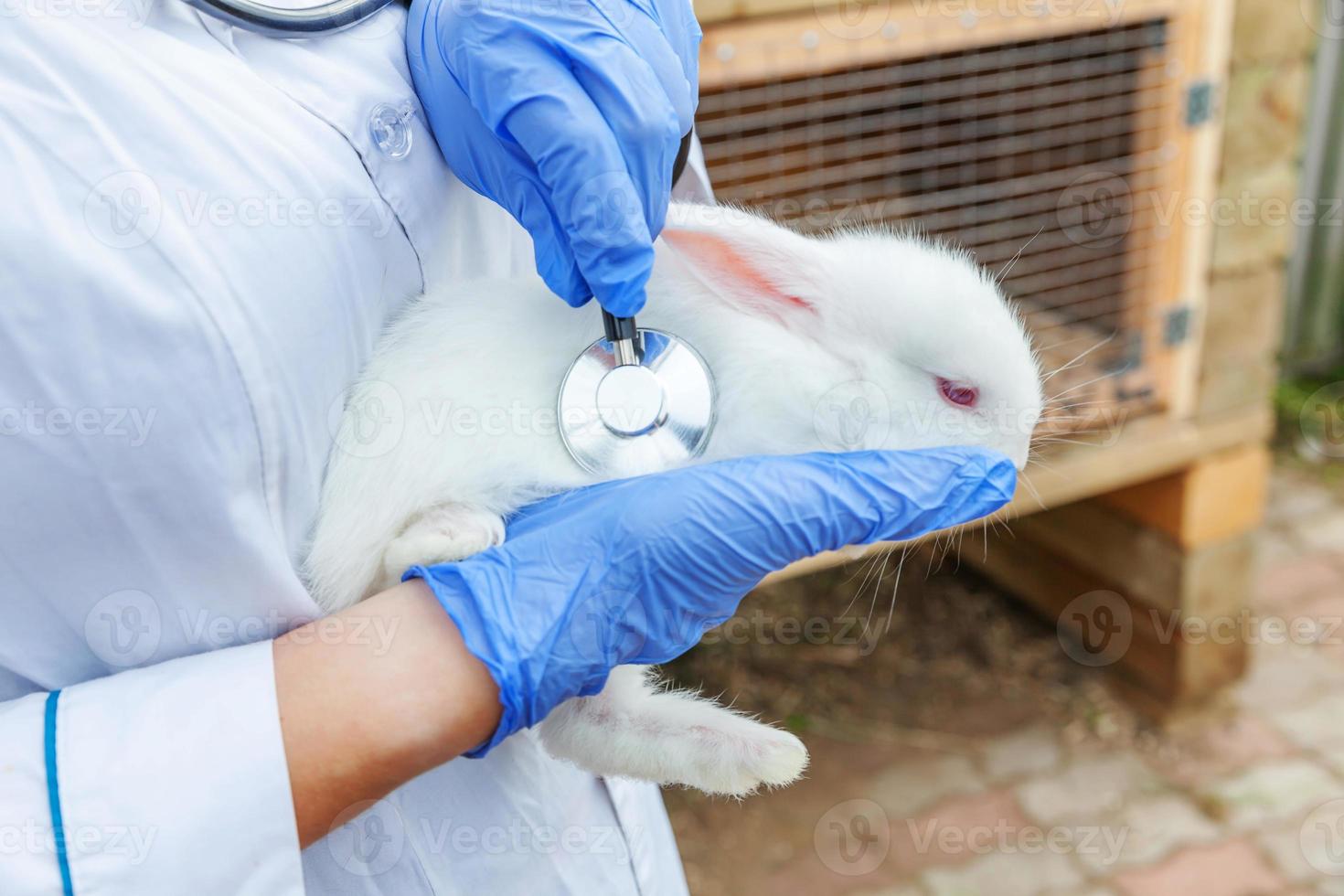 mujer veterinaria con estetoscopio sosteniendo y examinando conejo en el fondo del rancho de cerca. conejito en manos veterinarias para chequeo en granja ecológica natural. concepto de cuidado animal y agricultura ecológica. foto