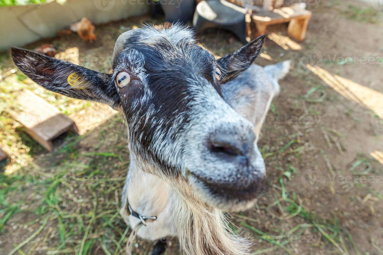 Cute goat relaxing in ranch farm in summer day. Domestic goats grazing in pasture and chewing, countryside background. Goat in natural eco farm growing to give milk and cheese. photo