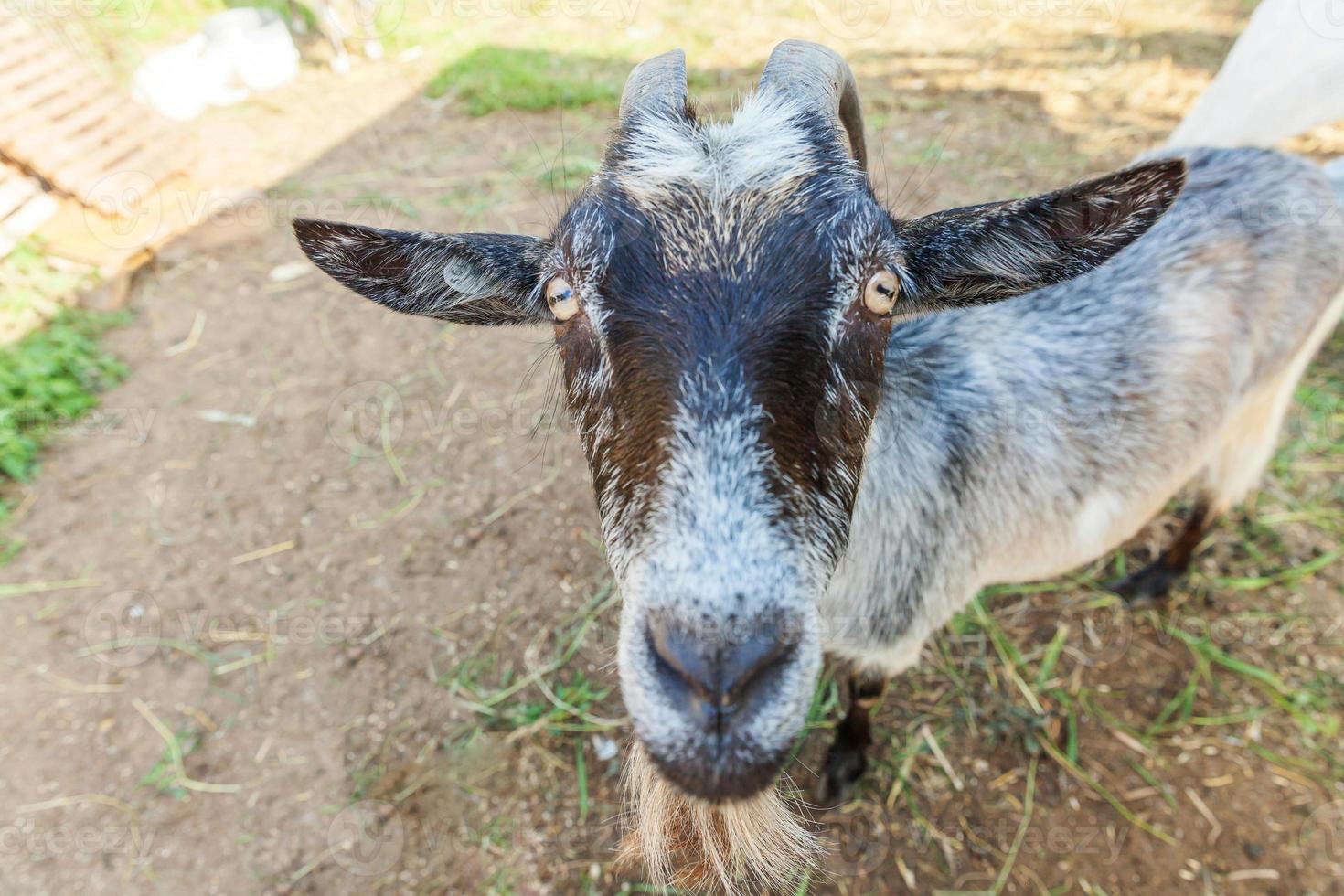 Cute goat relaxing in ranch farm in summer day. Domestic goats grazing in pasture and chewing, countryside background. Goat in natural eco farm growing to give milk and cheese. photo