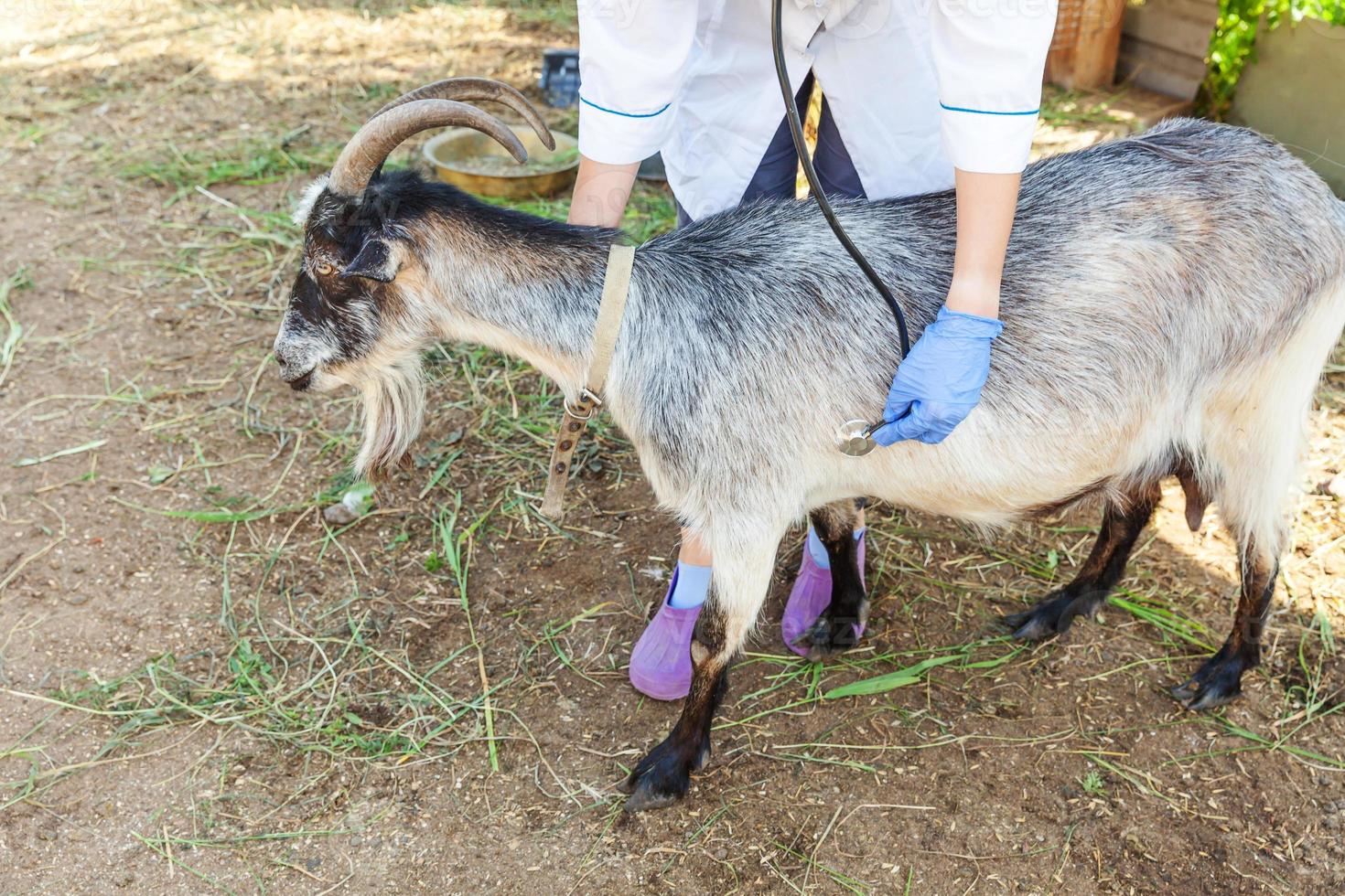 Young veterinarian woman with stethoscope holding and examining goat on ranch background. Young goat with vet hands for check up in natural eco farm. Animal care and ecological farming concept. photo