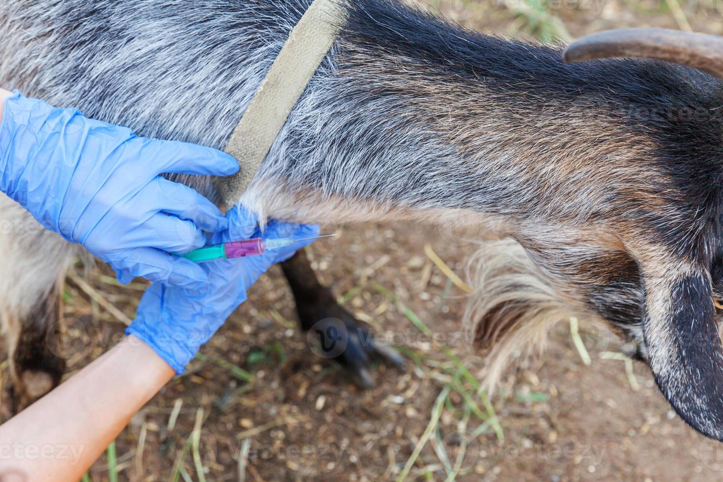 Veterinarian woman with syringe holding and injecting goat on ranch background. Young goat with vet hands, vaccination in natural eco farm. Animal care, modern livestock, ecological farming. photo