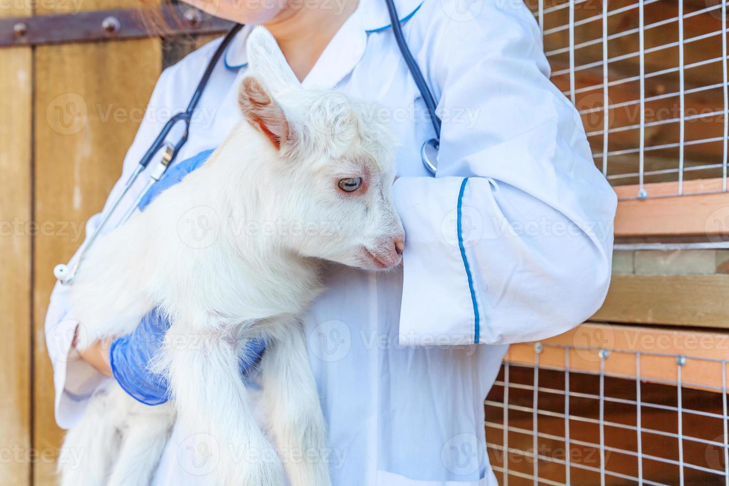 Young veterinarian woman with stethoscope holding and examining goat kid on ranch background. Young goatling in vet hands for check up in natural eco farm. Modern animal livestock, ecological farming. photo