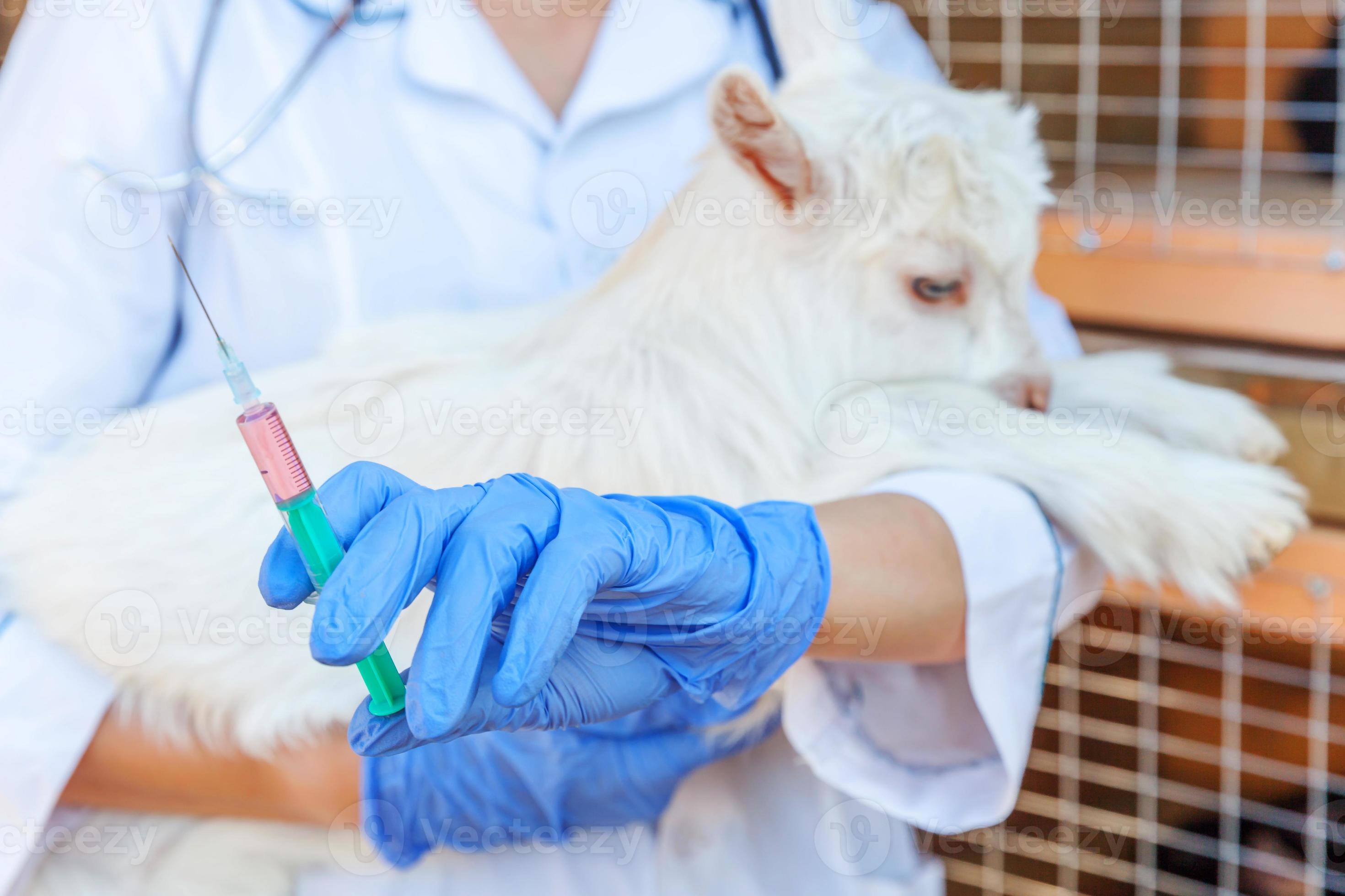 Young veterinarian woman with syringe holding and injecting goat kid on