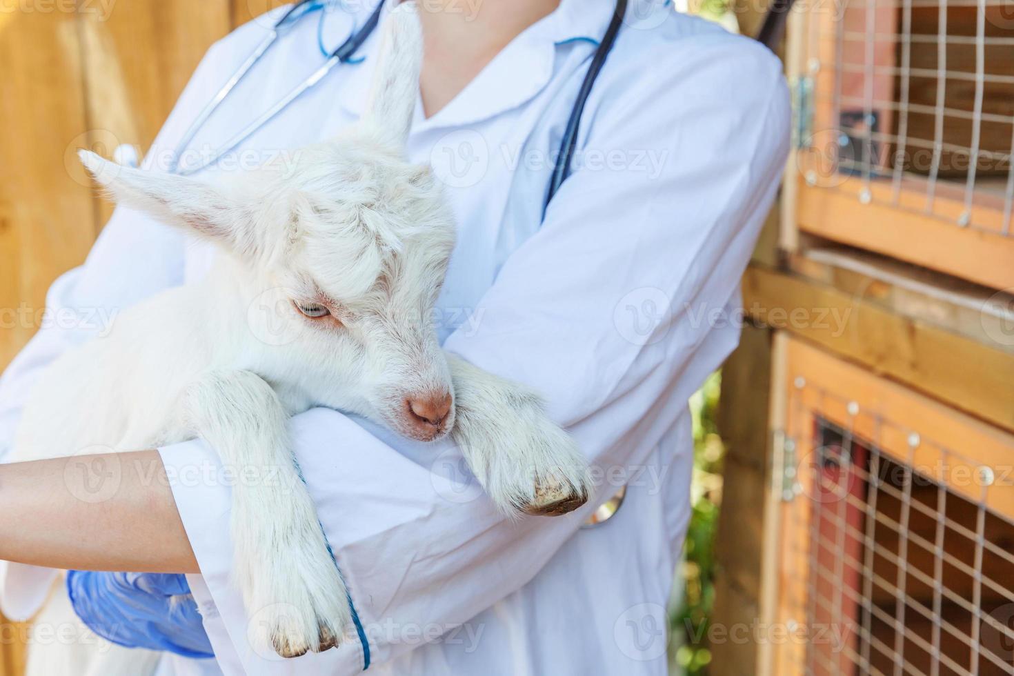 Young veterinarian woman with stethoscope holding and examining goat kid on ranch background. Young goatling with vet hands for check up in natural eco farm. Animal care and ecological farming concept photo