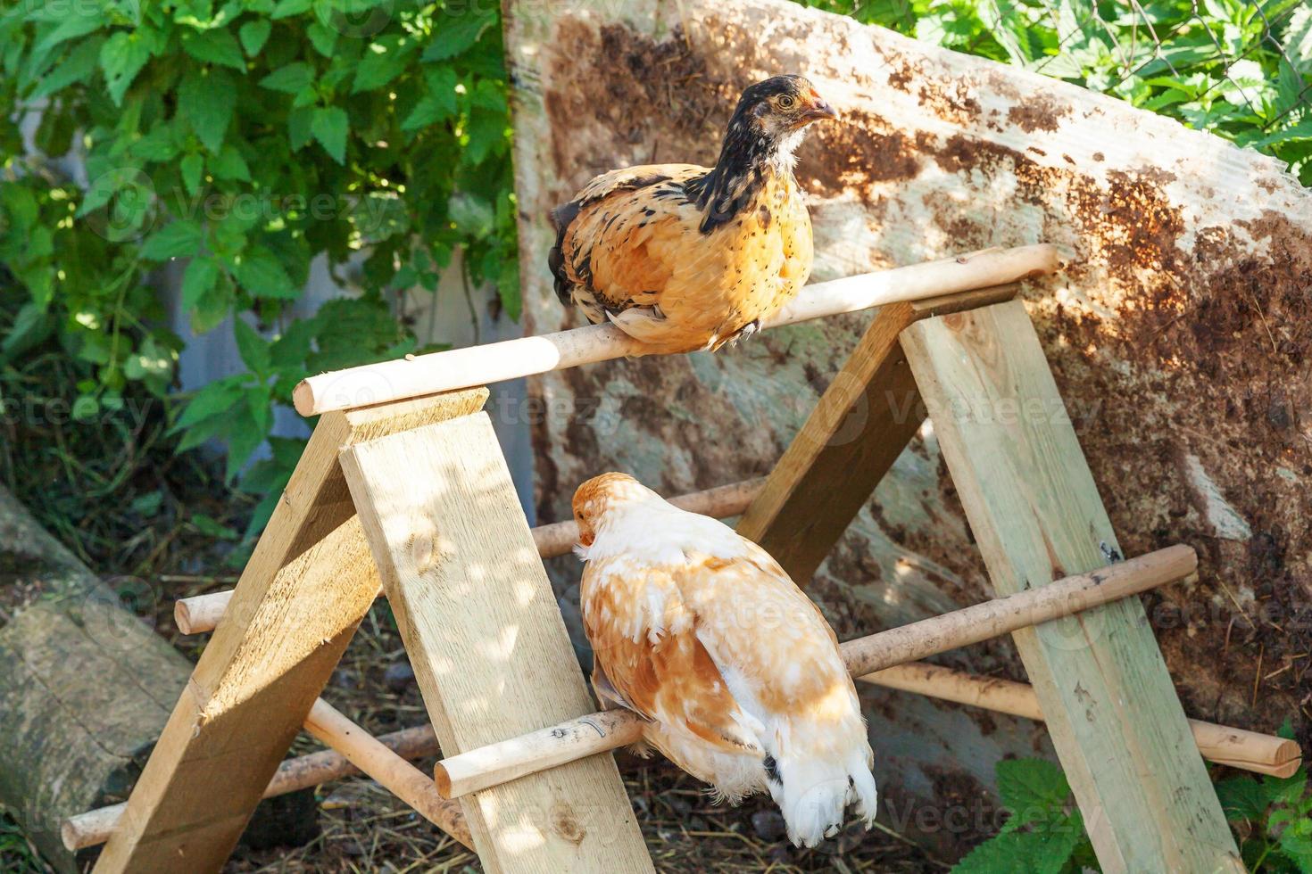 Free range chicken on organic animal farm freely grazing in yard on ranch background. Hen chickens graze on natural eco farm. Modern animal livestock and ecological farming. Animal rights concept. photo