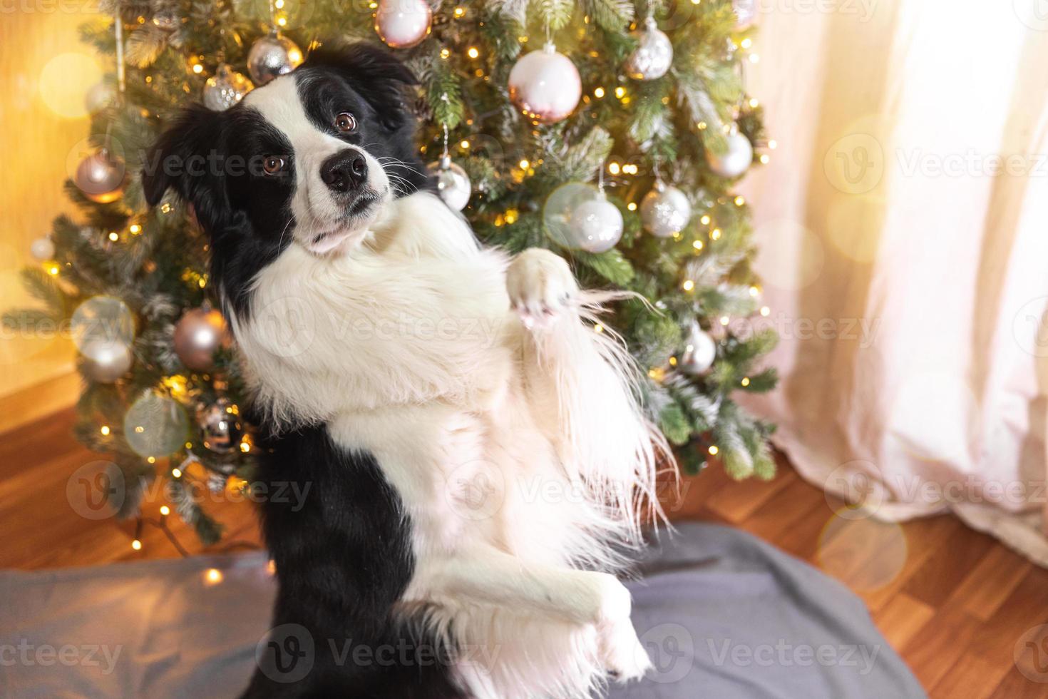 Funny cute puppy dog border collie near Christmas tree at home indoors. Dog and Christmas tree with defocused garland lights. Preparation for holiday. Happy Merry Christmas time concept. photo