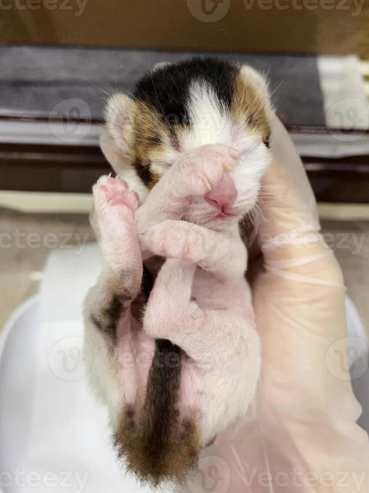 Three-coloured kitten lying in hand. Close up of new born kitten in a hand. New born kitten lying in hand photo