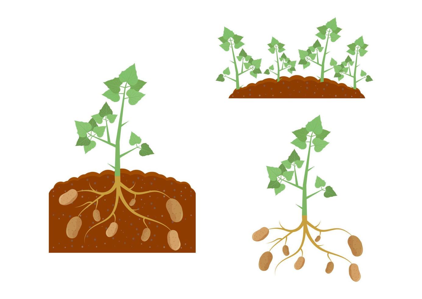 Potato Plant and Potato Plant under the Ground vector