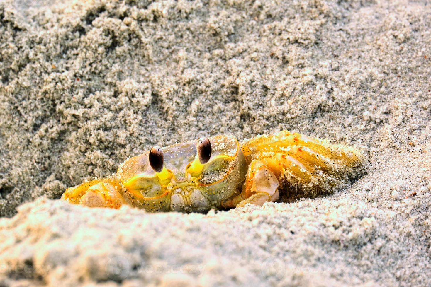 Atlantic ghost crab hides in a crevice on the beach photo