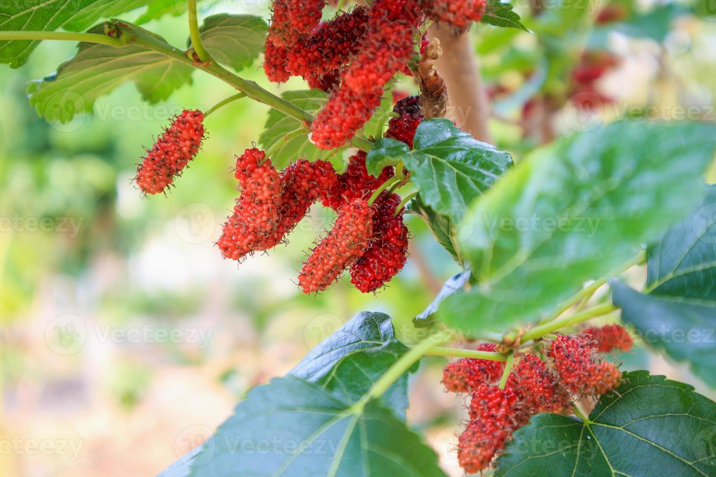 Fresh red mulberry fruits on tree branch photo